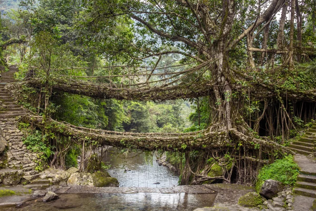 Double Decker Living Root Bridges