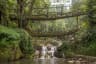 Double Decker Living Root Bridge 