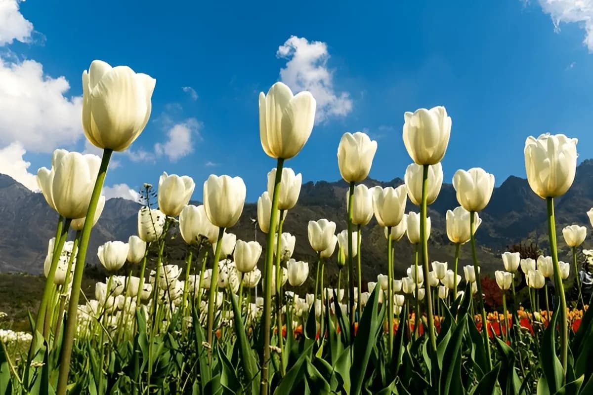 Tulip Garden Srinagar
