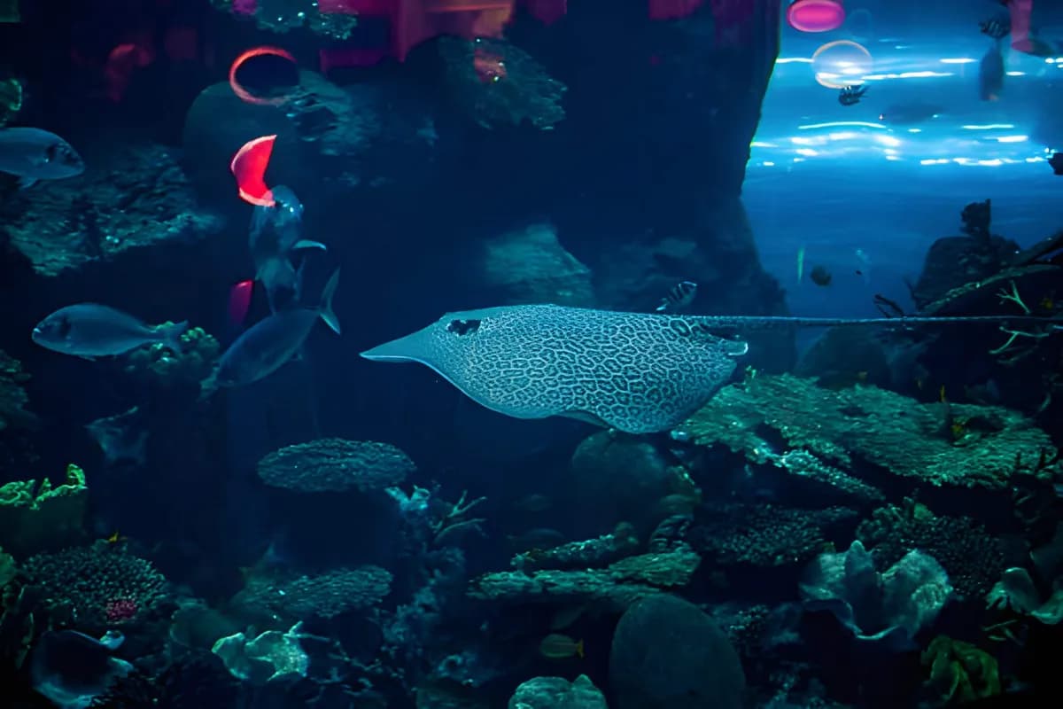 Scuba Diving in Dubai