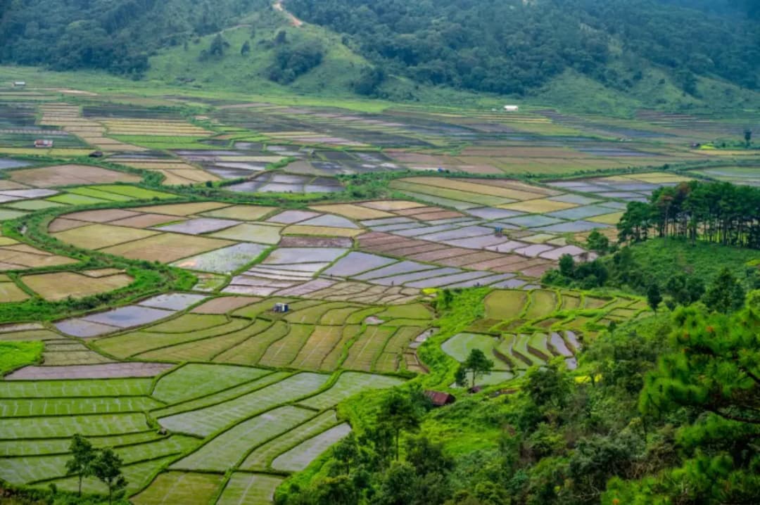 Paddy Field Landscapes