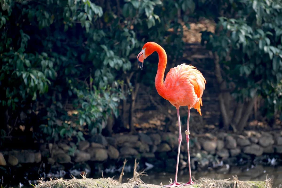 Phuket Bird Park