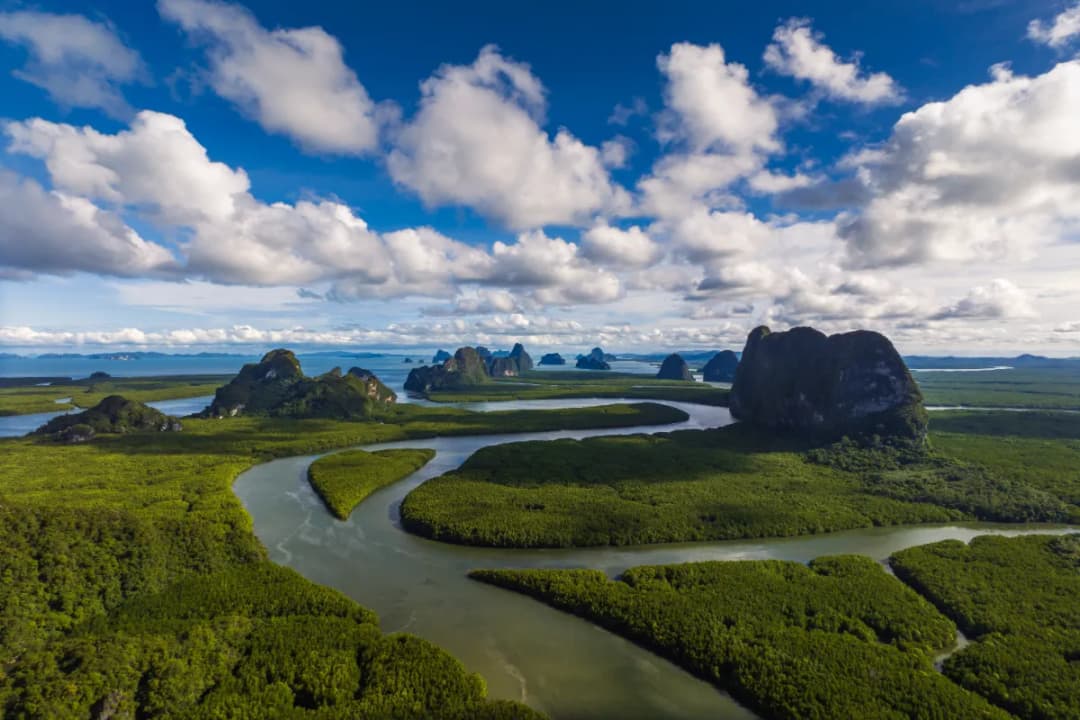 Mangrove Forest Views