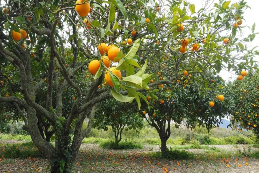 Wild Citrus Reserve