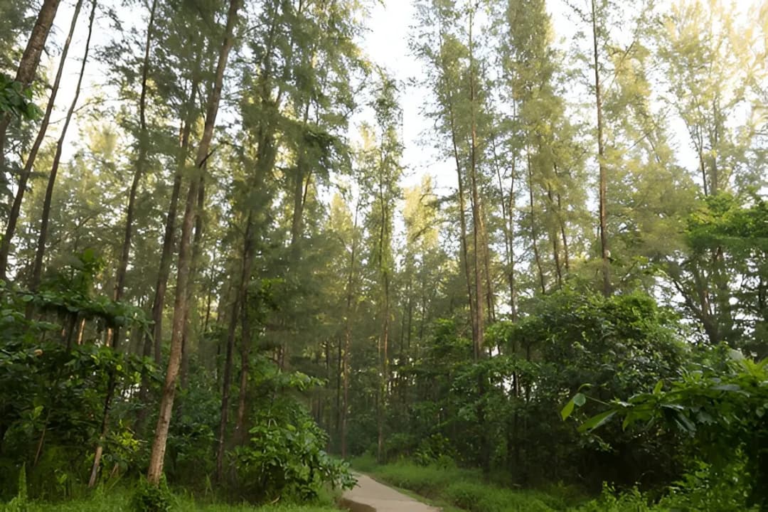 Mangrove Forest Trails