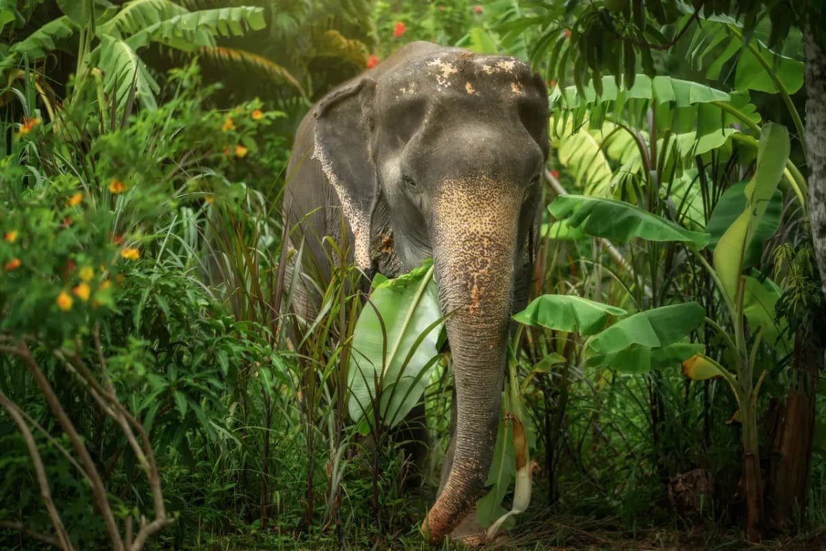 Elephant Jungle Sanctuary Phuket