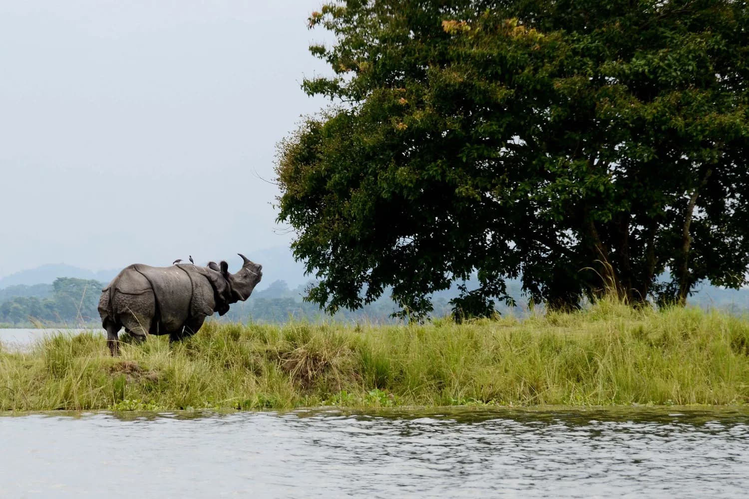 One Horned Rhino standing near the lake in Kaziranga National Park