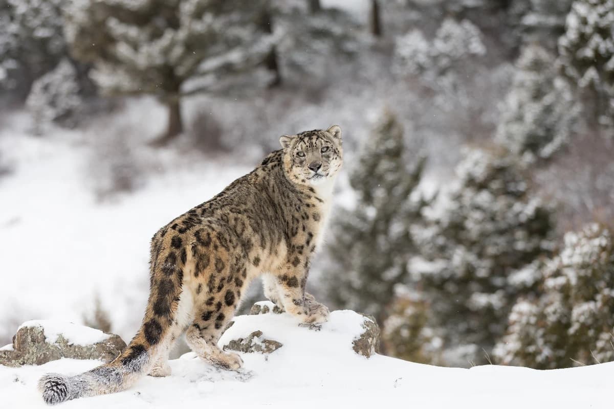 Snow Leopard in snow capped Ladakh Mountain