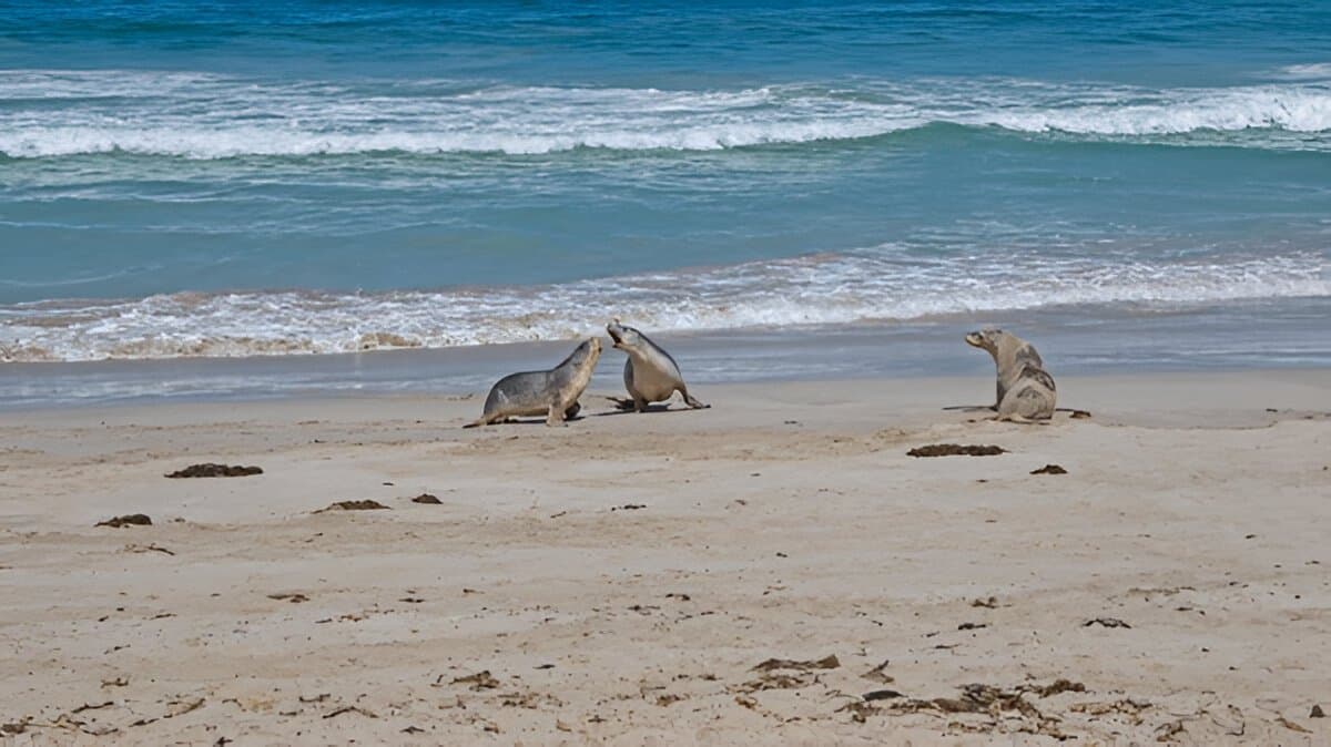 Seal Bay Conservation Park