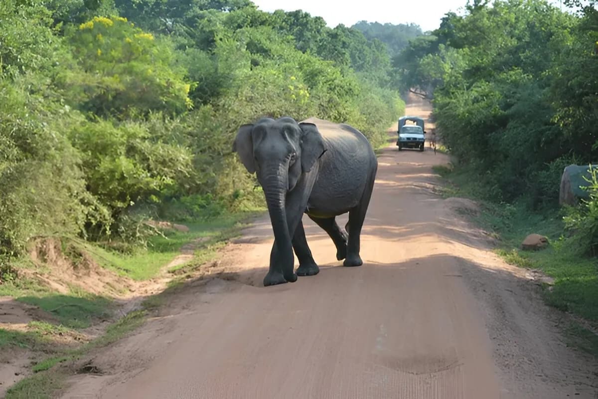 Elephant Safari Sri Lanka