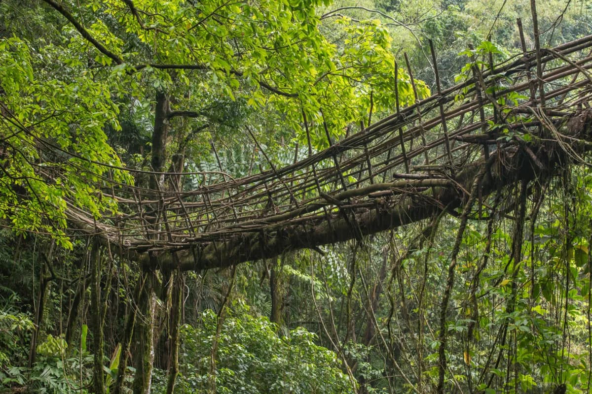 Double Decker Living Root Bridges
