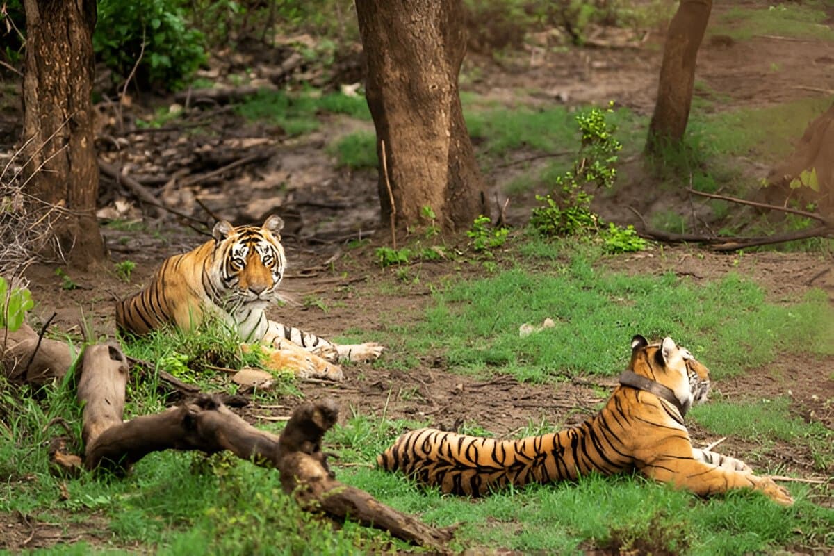 Sariska Tiger Reserve