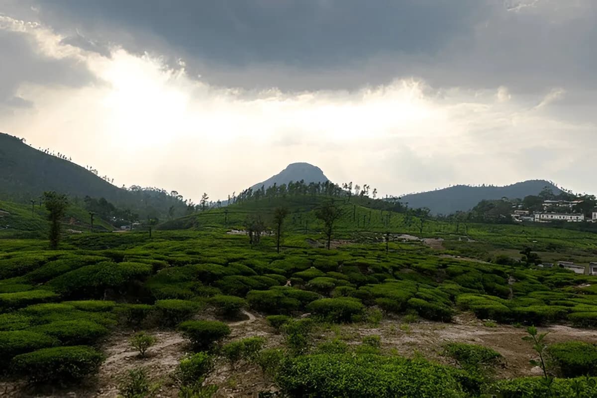 Wayanad Coffee Plantation