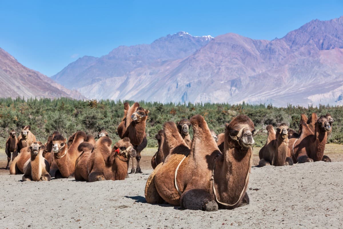 Nubra Valley