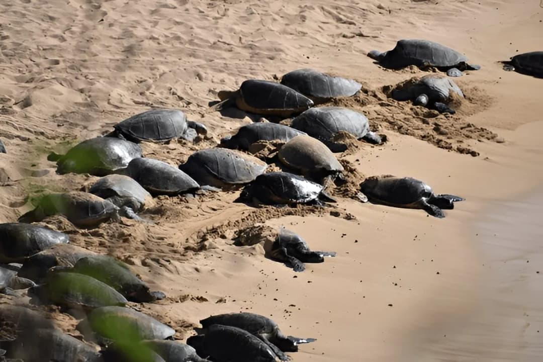 Turtle Nesting Sites