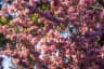 Cherry Blossom Flowers