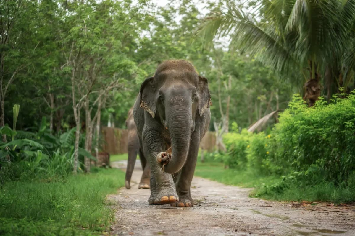 Elephant Jungle Sanctuary Phuket