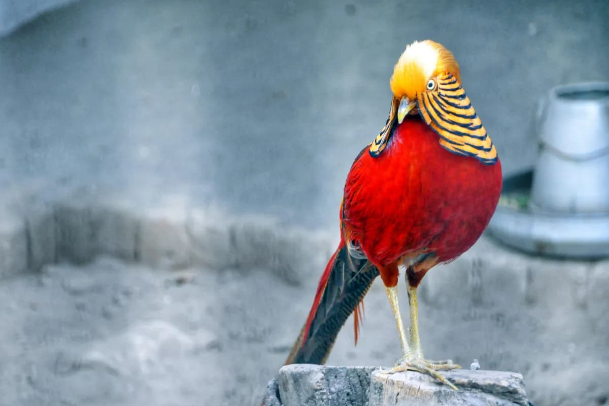 Phuket Bird Park