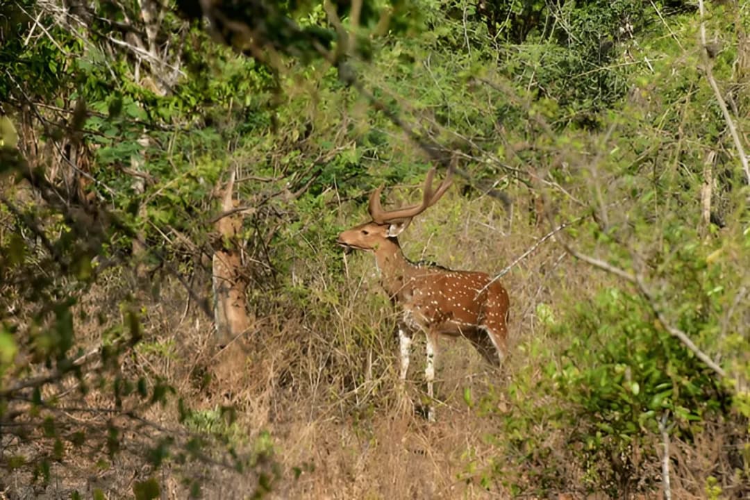 Chinnar Wildlife Sanctuary