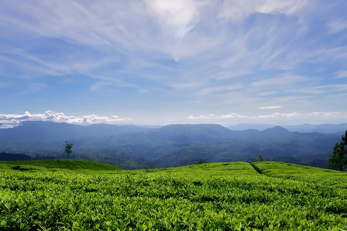 Sri Lanka Tea Garden
