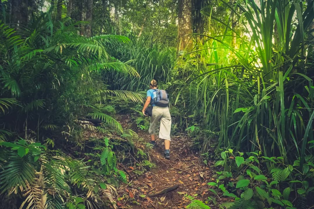 Jungle Trek Adventure