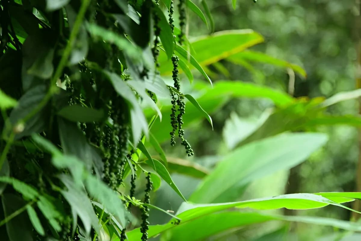 Tropical Spice Plantation