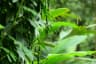 Tropical Spice Plantation