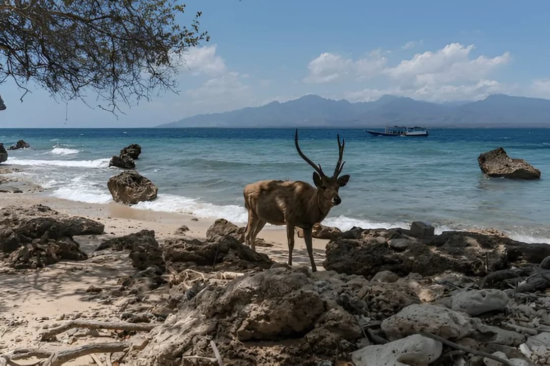 Menjangan Island National Park