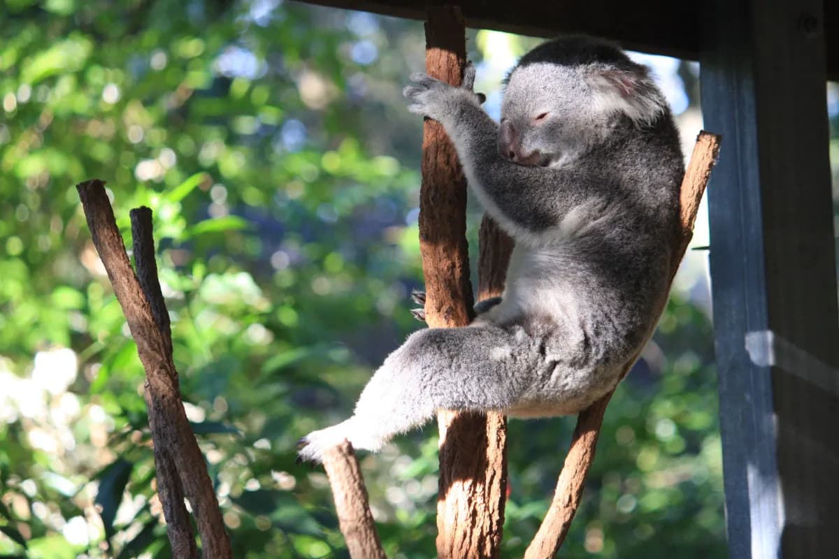 lone pine koala sanctuary