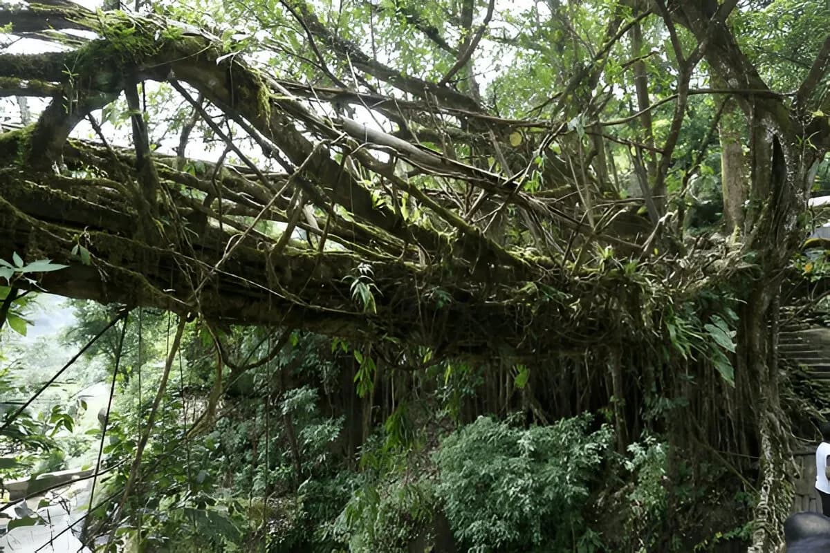 Double Decker Living Root Bridge