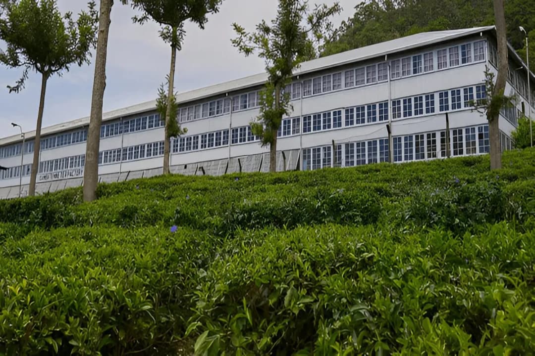 Dambatenne Tea Factory (Haputale)