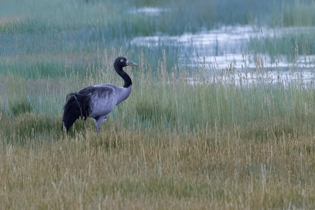 Black-Necked Crane Information Centre