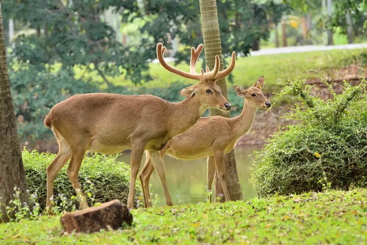 Keibul Lamjao National Park