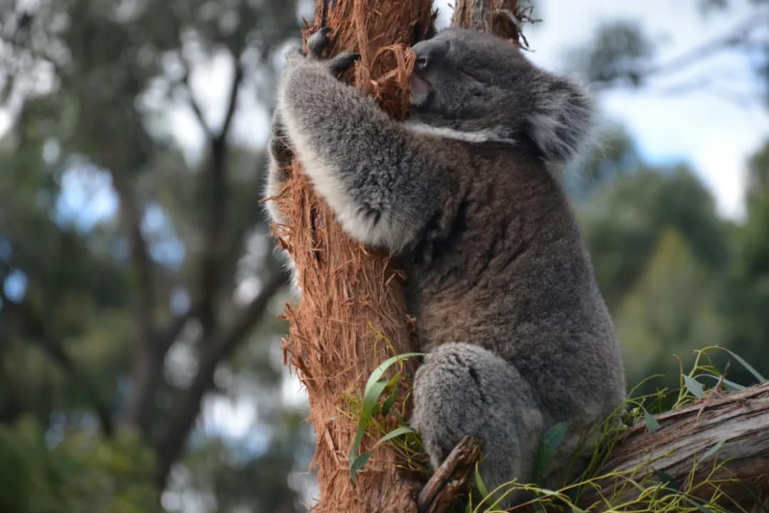 Koala Cuddles