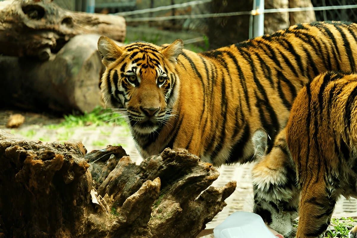 Tiger Kingdom - Phuket