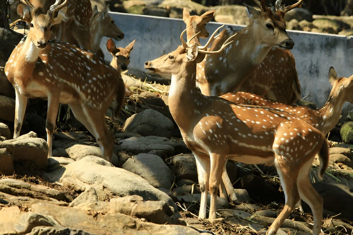Deer Park Malsi