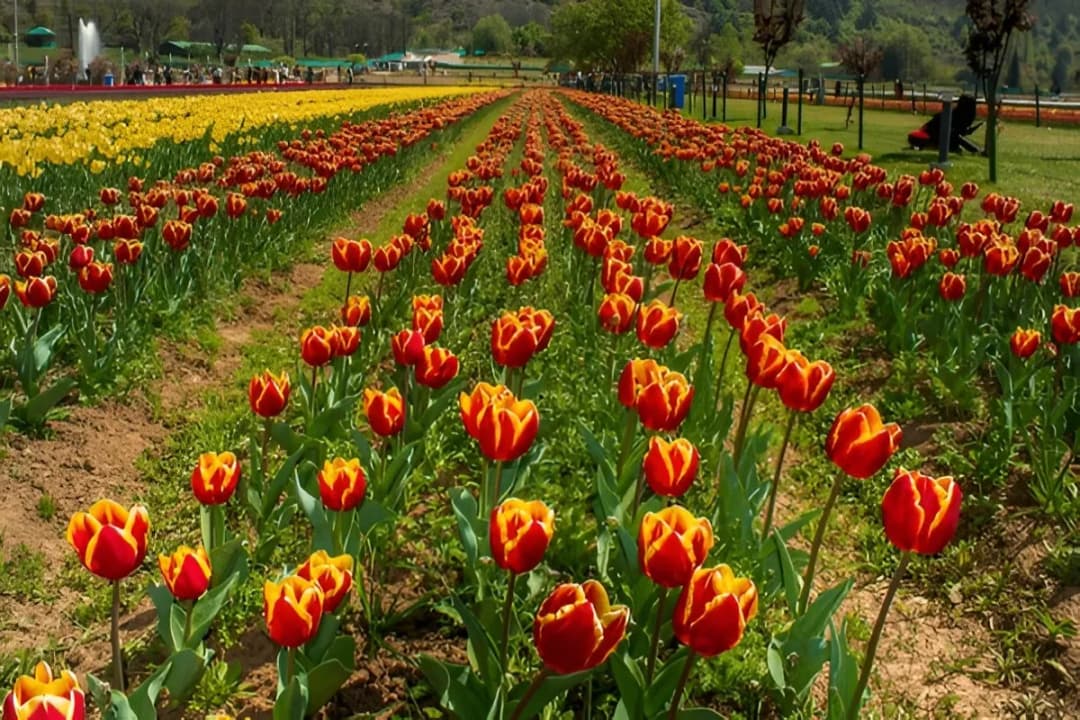 Asia’s largest tulip garden
