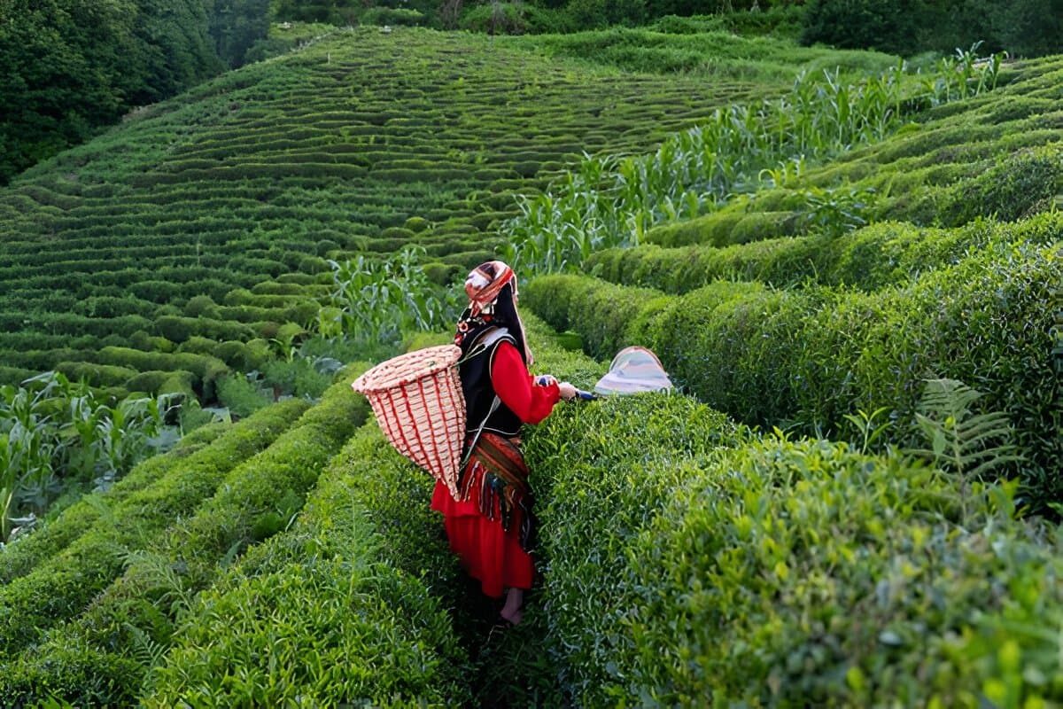 Tea Garden