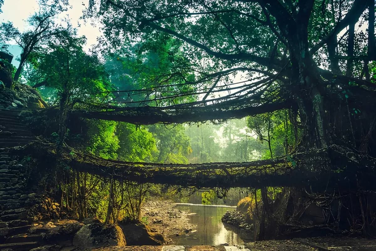 Double Decker Living Root Bridge