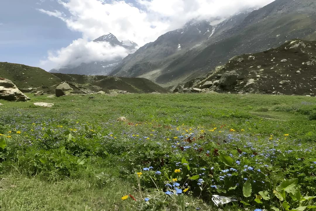 Unique Flora and Fauna