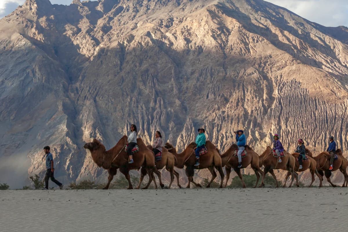 Double-Humped Camel Ride at Nubra Valley