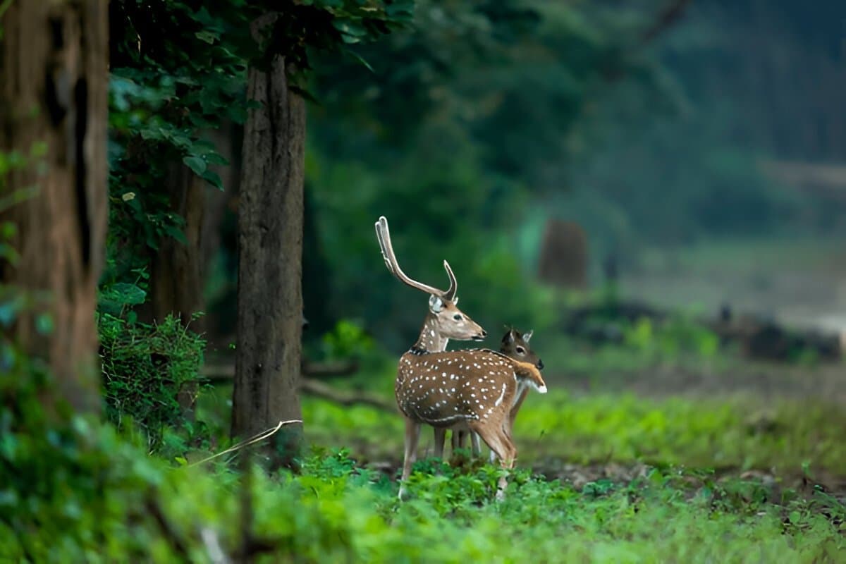 Uttrakhand