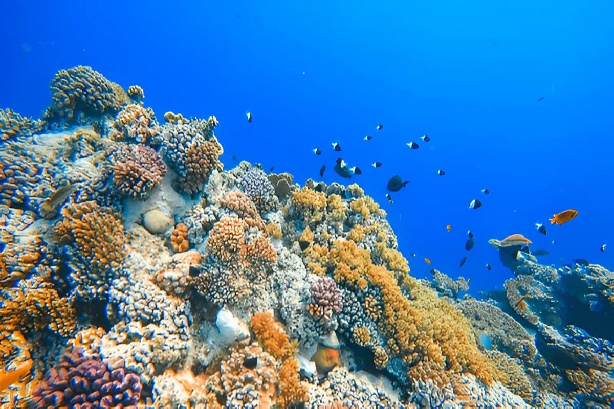 Scuba Diving in Kerala