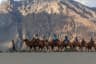 Camels in Hunder Village Road
