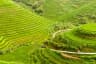 Rice Terraces in sapa