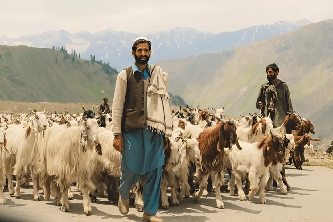 Traditional Shepherd Culture
