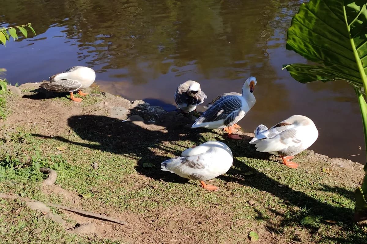Image of Geese Near Ward's Lake