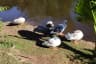 Image of Geese Near Ward's Lake