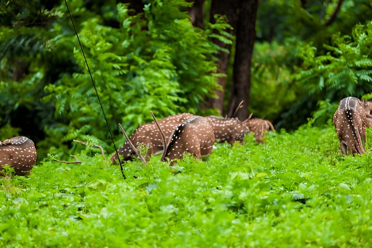 deer park