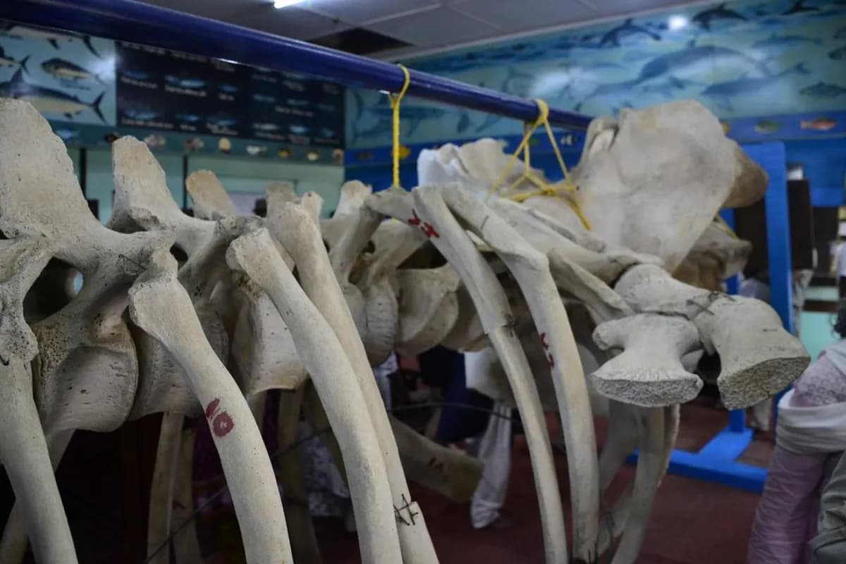 Marine Aquarium and Museum